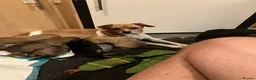 Mixed Breed dogs for sale: Mixed Breed Puppies  - Advert 10