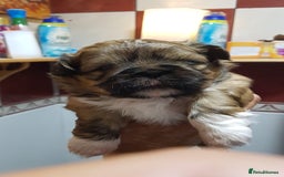 Shih Tzu dogs for sale: Shih Tzu puppies - Image 3