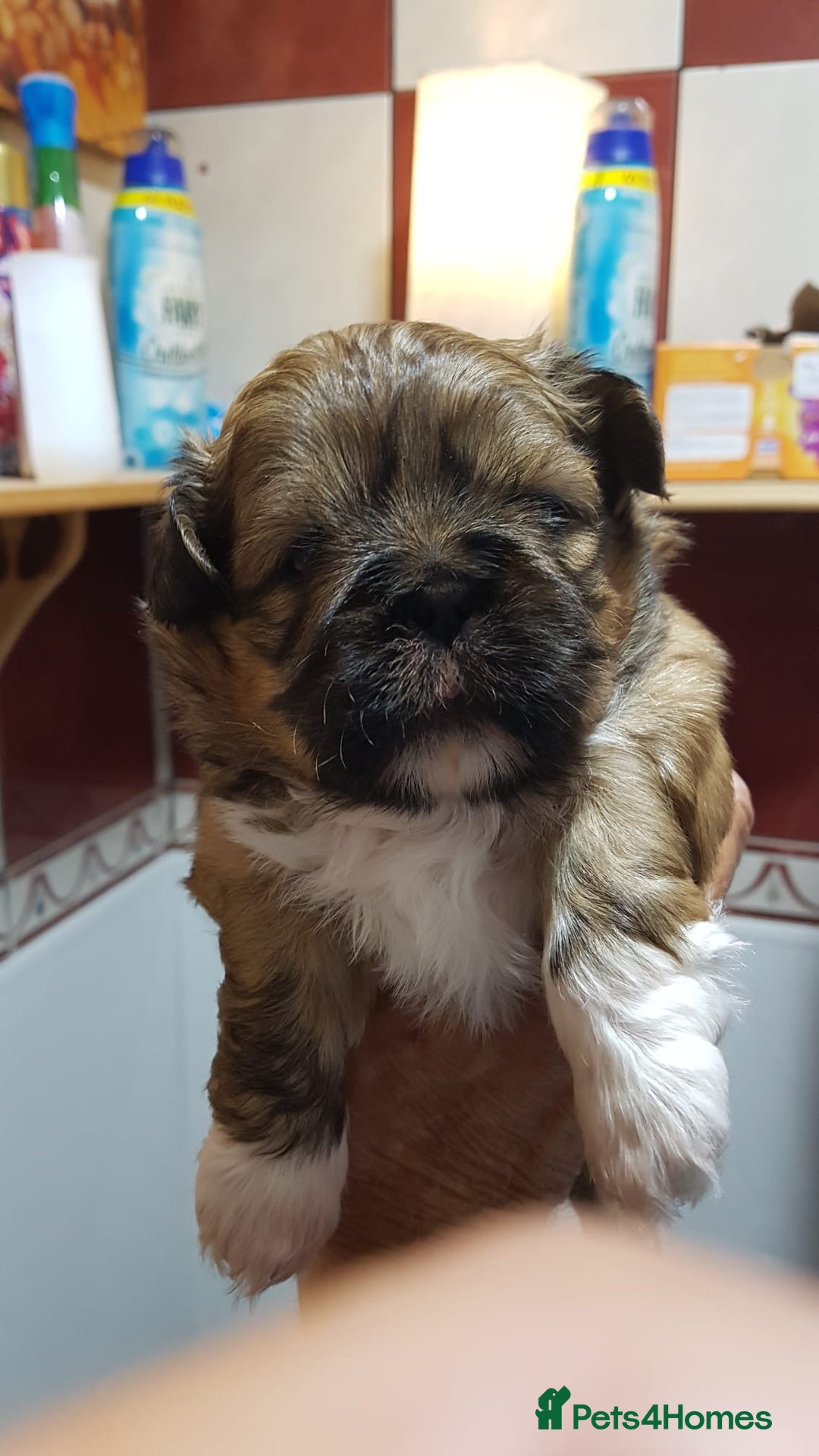 Shih Tzu dogs for sale: Shih Tzu puppies - Image 3