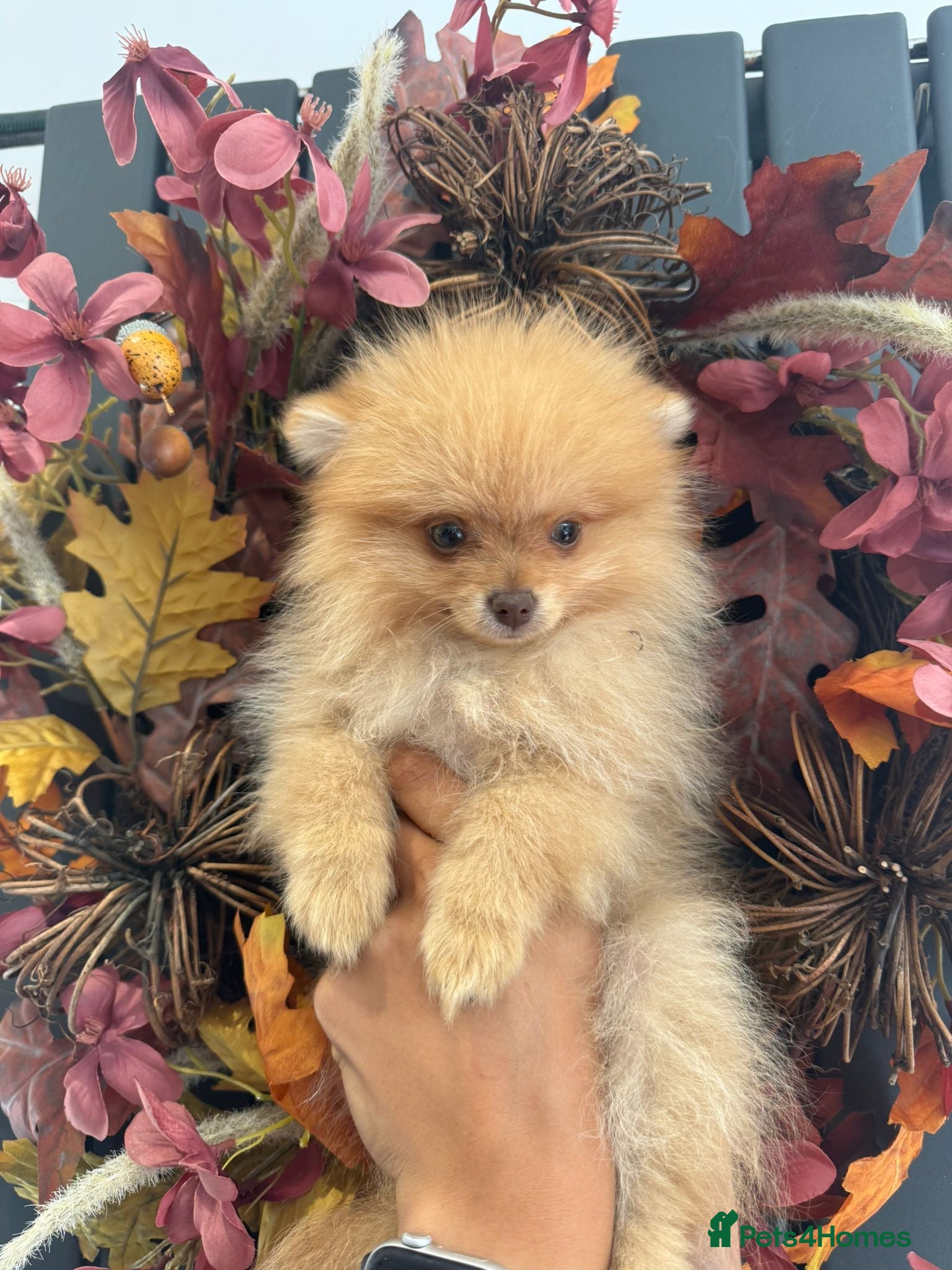 Pomeranian dogs REDUCED!! Champion bloodlines KC  Pomeranians - Advert 1