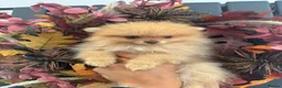 Pomeranian dogs for sale: REDUCED!!  KC FULLY VACCINATED Pomeranians   - Advert 7