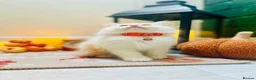 Ragdoll cats for sale: Pedigree ragdolls with docs and certificates - Advert 10