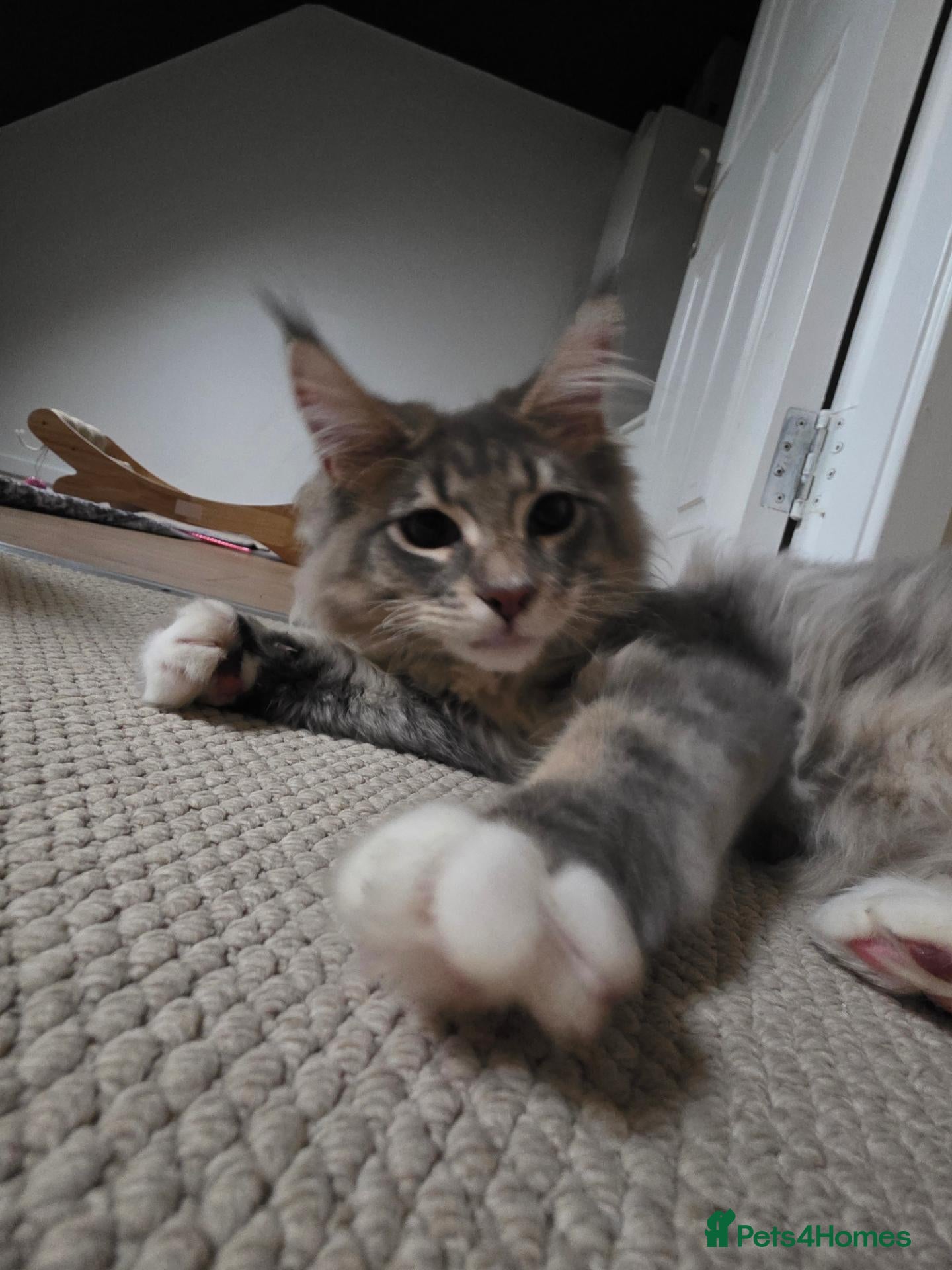 Maine Coon cats Maine coon kitten  - Advert 10
