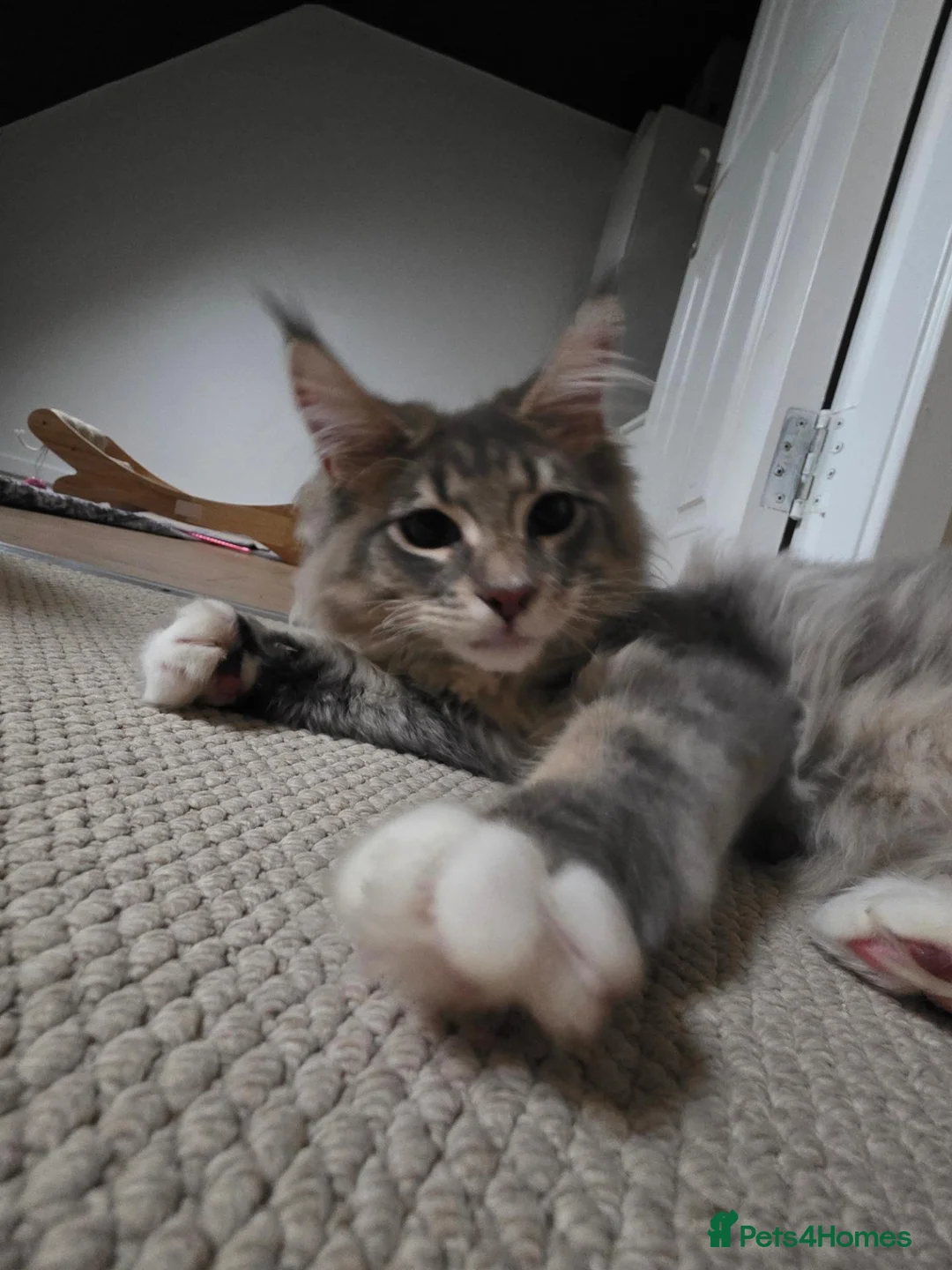 Maine Coon cats for sale: Maine coon kitten  - Advert 1