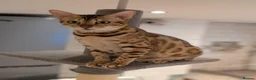 Bengal cats for sale: Beautiful Retired Female Bengal - Advert 2