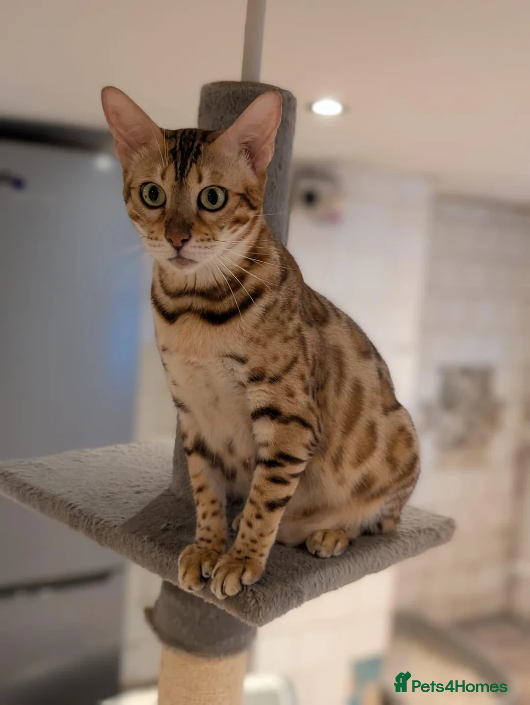Bengal cats for sale: Beautiful Retired Female Bengal - Advert 2