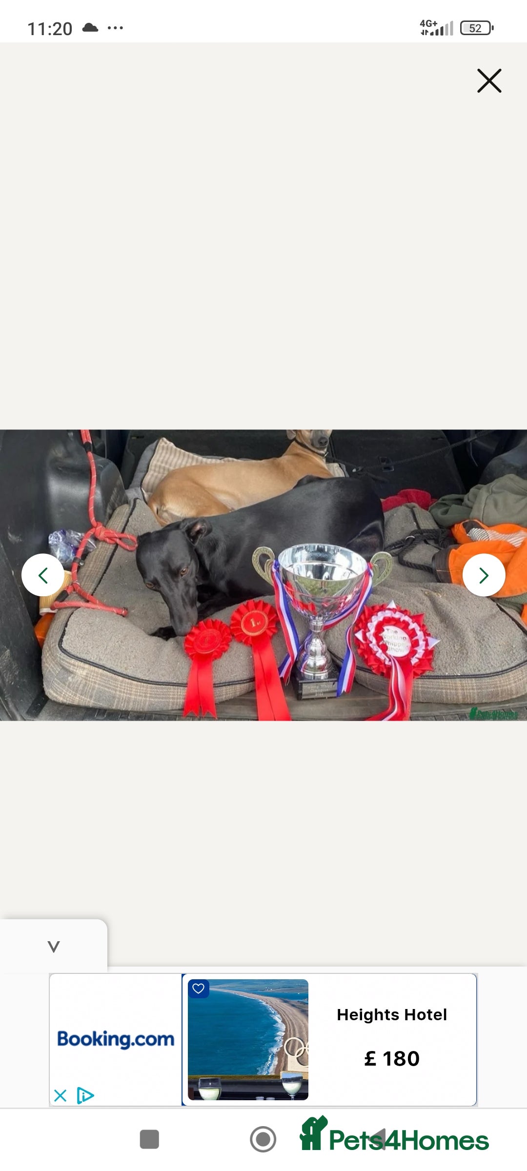 Mixed Breed dogs for sale: 3/4 bedlington whippet pups. - Image 4