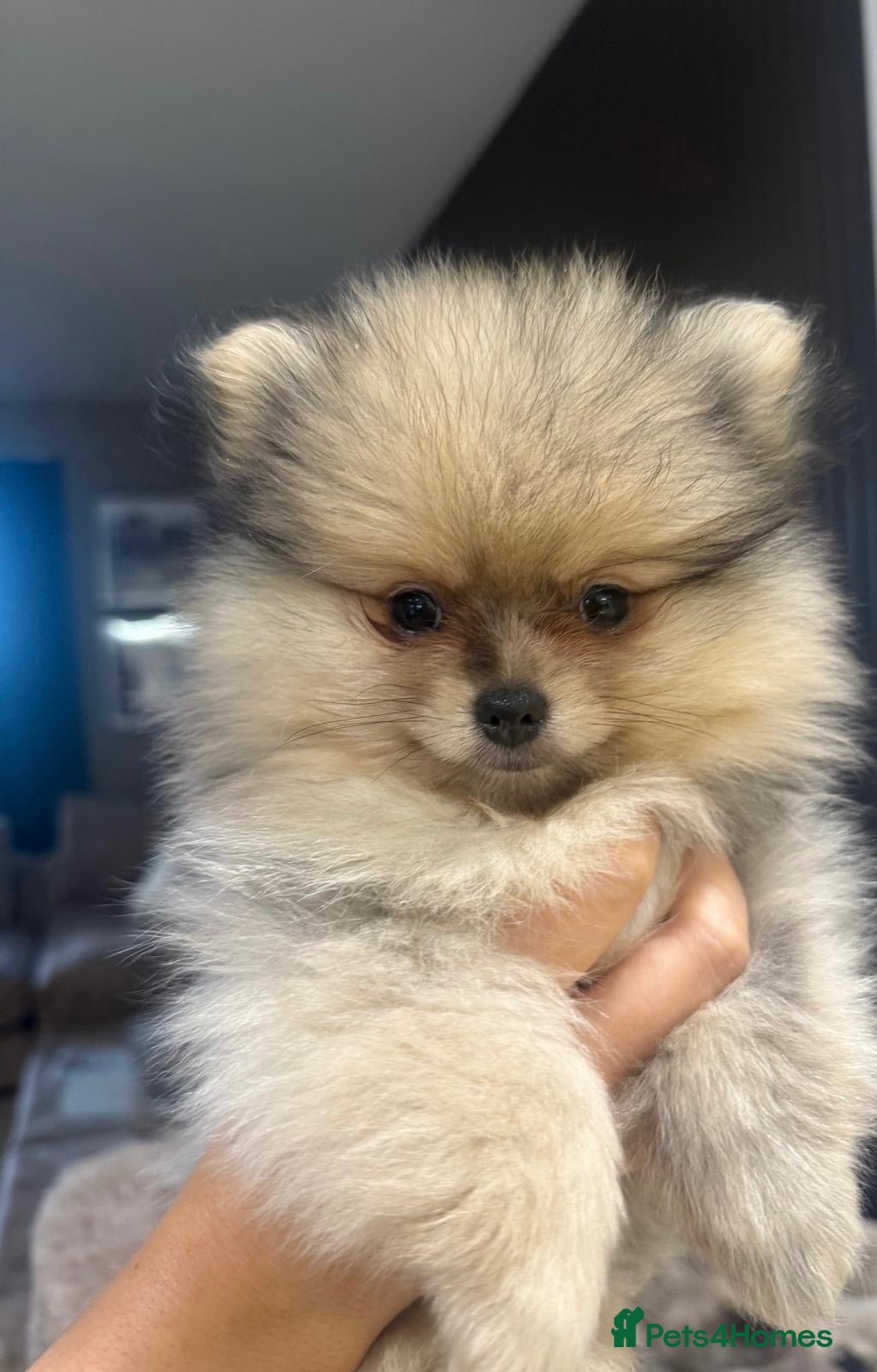 Pomeranian dogs ✨0.70kg Merle 🐶 💙 & 🩶 Eyes 👀 READY💨NOW🐾🐶✨ - Advert 1