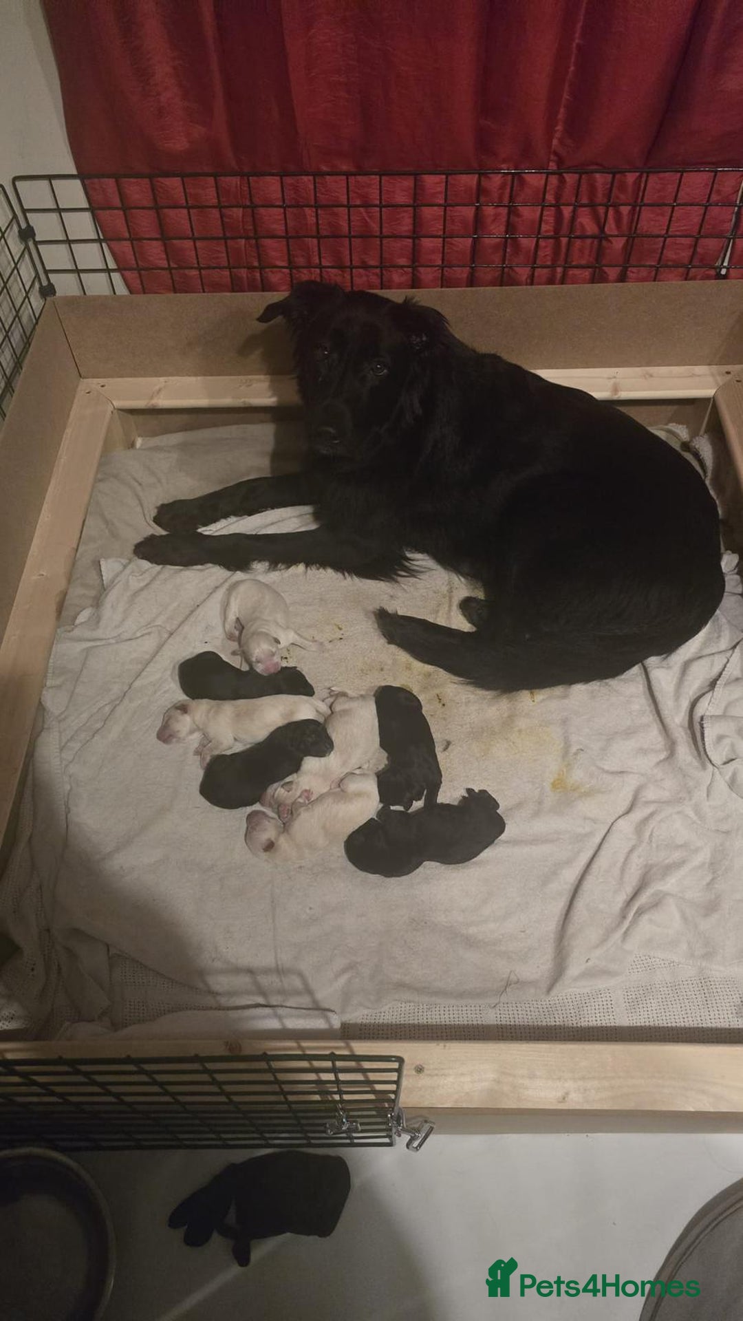 Mixed Breed dogs for sale: Ethically Raised German Shepherd x Lab Puppies - Advert 9