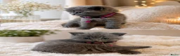 British Shorthair cats for sale: British shorthair kittens  in London - Advert 3