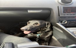 Belgian Shepherd Dog dogs for stud: Belgian Spaniel Stud - Image 3