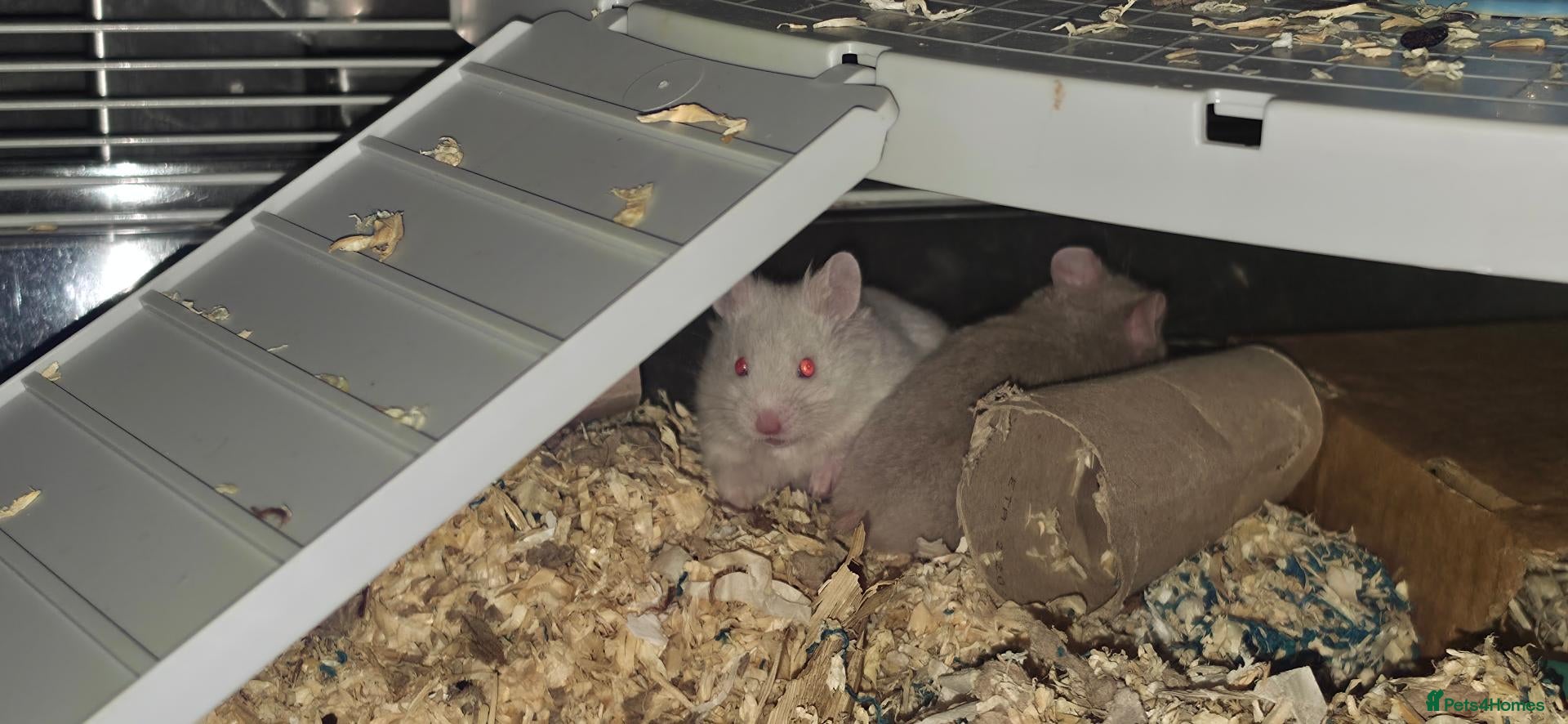 Hamster rodents Two Male Syrian hamster babies 4-5 weeks old - Advert 1