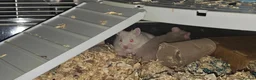 Hamster rodents for sale: Two Male Syrian hamster babies 4-5 weeks old - Advert 1