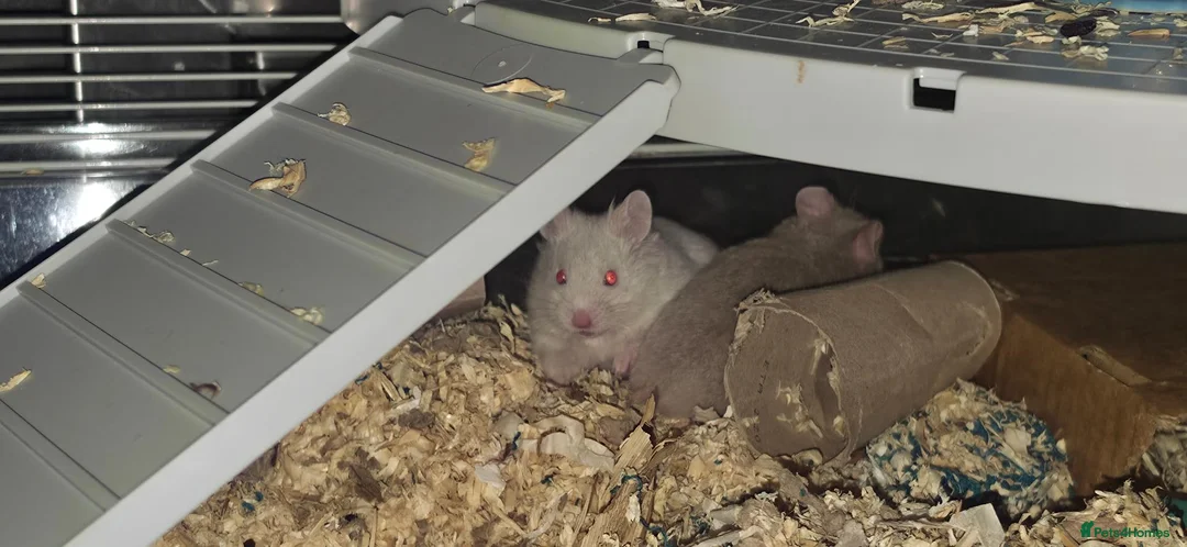 Hamster rodents for sale: Two Male Syrian hamster babies 4-5 weeks old - Advert 1