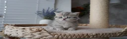 Munchkin cats for sale: ⚜️Rare munchkins⚜️ - Advert 9