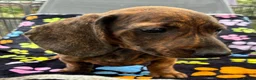Dachshund dogs for sale: Dachshund Puppies ready for their forever homes - Advert 31