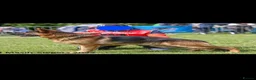 German Shepherd dogs for stud: German shepherd for stud in Wolverhampton - Advert 2
