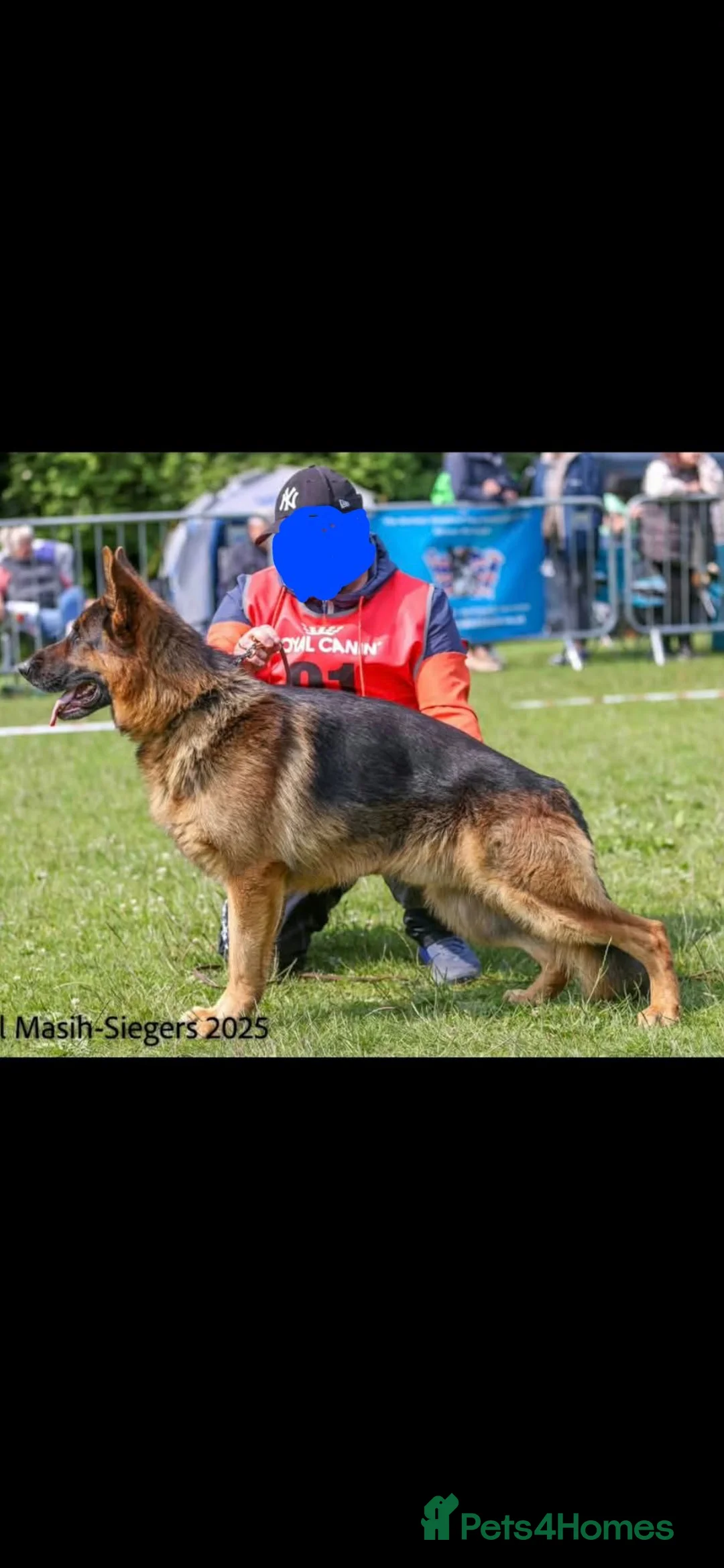 German Shepherd dogs for stud: German shepherd for stud in Wolverhampton - Advert 2