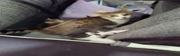 Mixed Breed cats for sale: 4 kittens looking for forever homes  - Advert 8