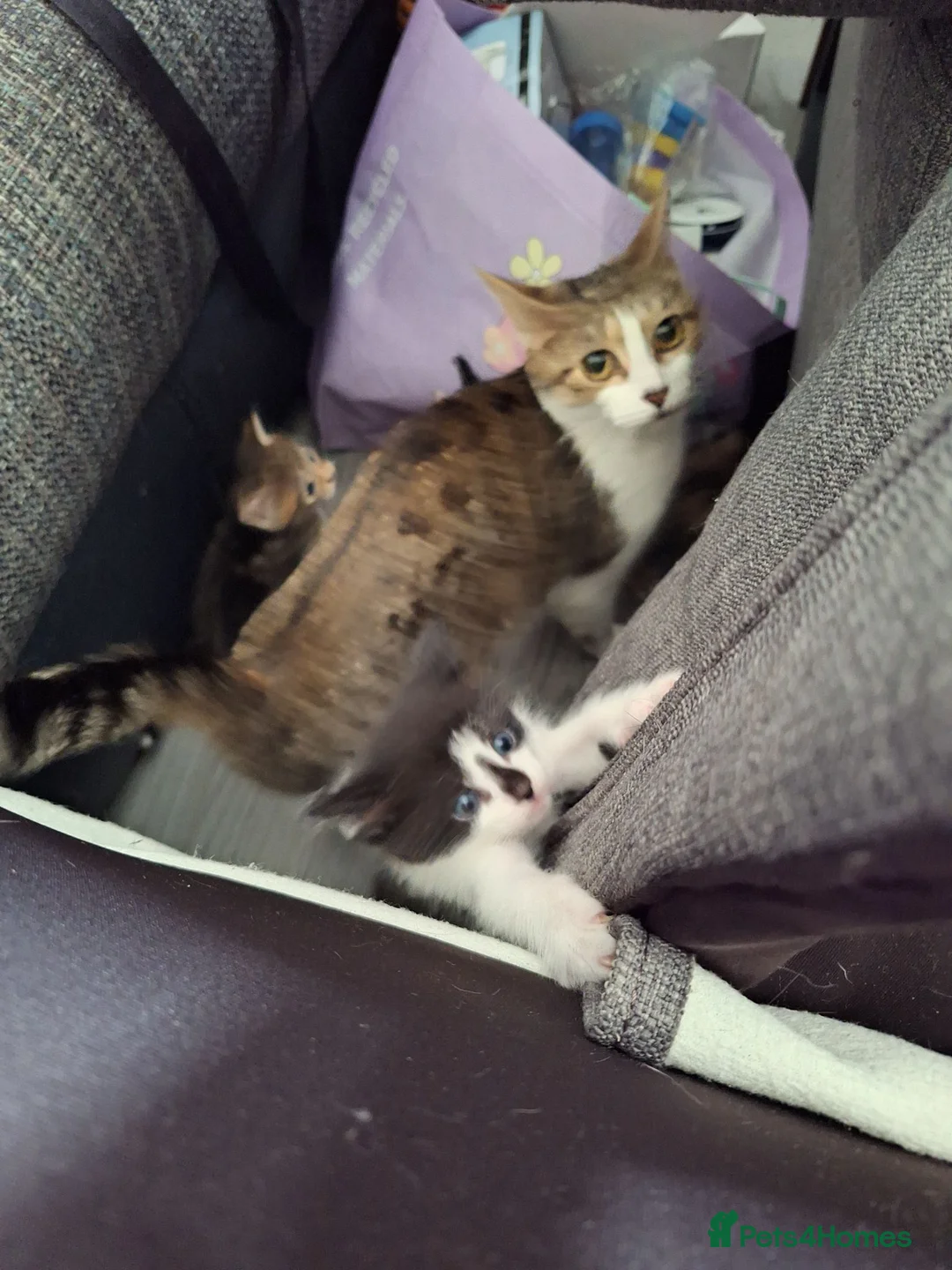 Mixed Breed cats for sale: 4 kittens looking for forever homes  - Advert 8