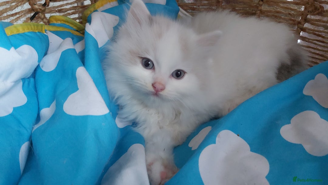 Ragdoll cats for sale: RAGDOLLS BICOLOUR BOY GIRLS BLUE EYES READY NOW  - Advert 19
