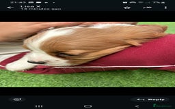 Cavalier King Charles Spaniel dogs for sale: King Charles cavalier last boys - Image 3