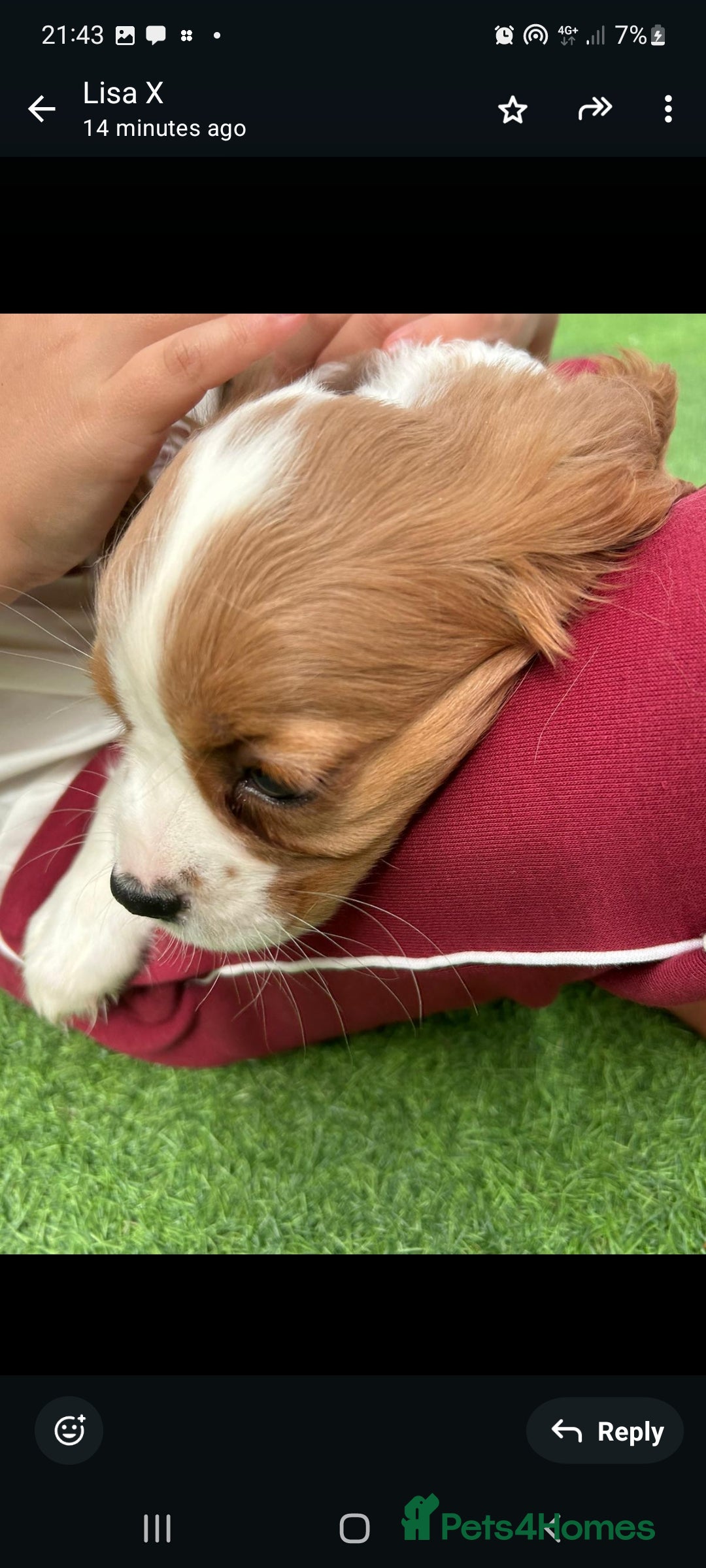 Cavalier King Charles Spaniel dogs for sale: King Charles cavalier last boys - Image 3