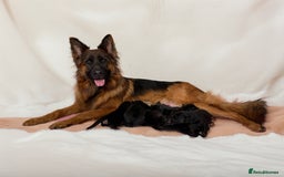 German Shepherd dogs for sale: The Three Degrees  - Image 4