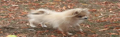 Pomeranian 1