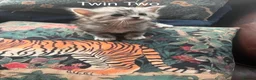Mixed Breed cats for sale: Beautiful Ragdoll/Persian mix - Advert 10