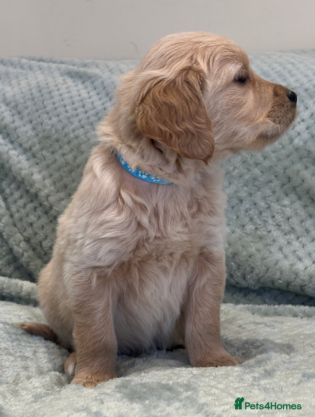 Golden Retriever dogs for sale: Quality litter of KC reg Golden Retriever Puppies  - Advert 29