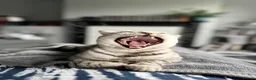 British Shorthair cats for sale: British Shorthair KittenSmoke Tabby  3 Girls 1 Boy - Advert 19