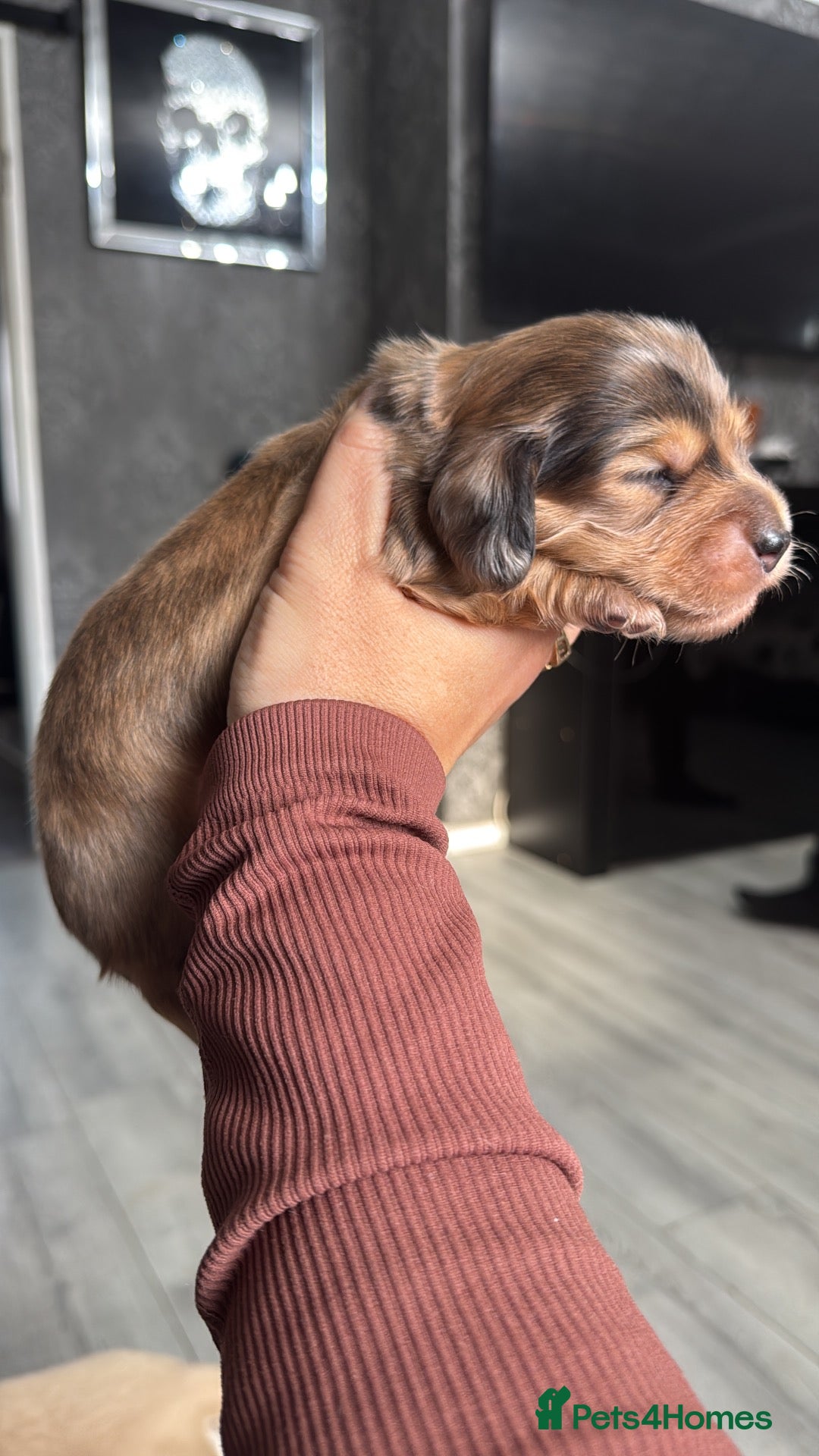 Miniature Dachshund dogs for sale: Long hair mini dachshunds  - Advert 19