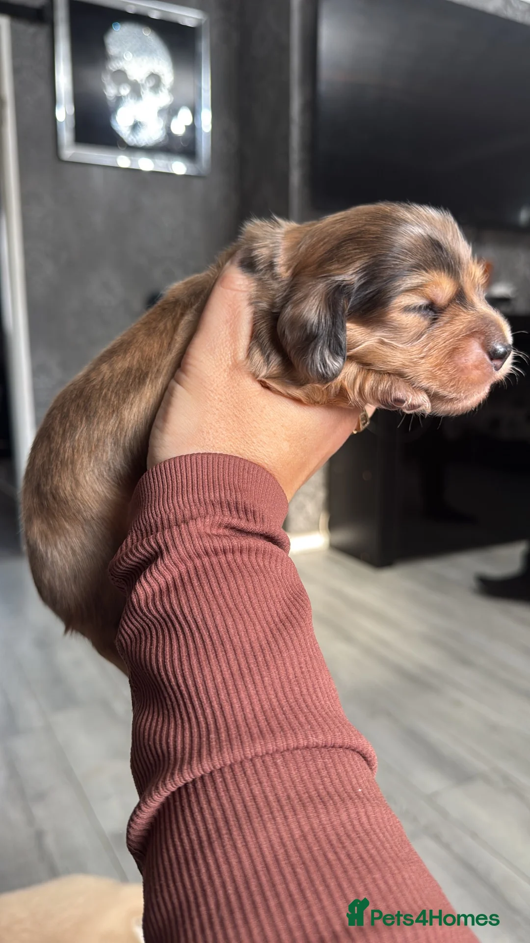 Miniature Dachshund dogs for sale: Long hair mini dachshunds  in Basildon - Advert 1