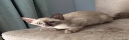 Tonkinese cats for sale: Tonkinese kittens ready now - Advert 3