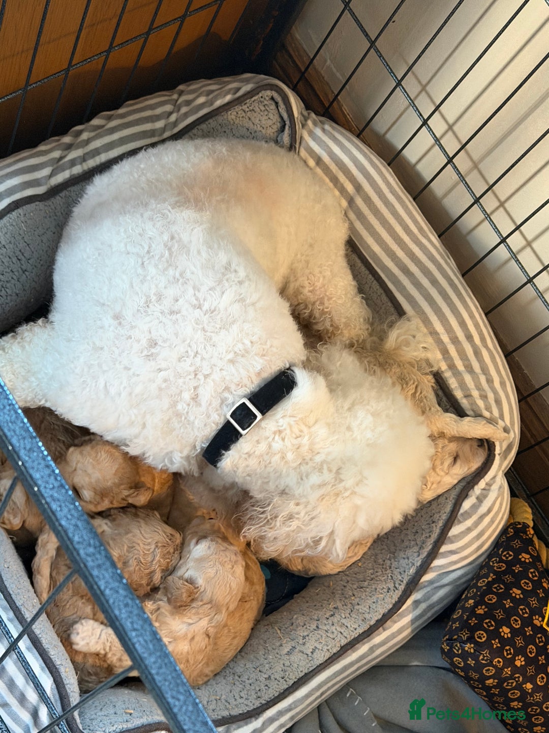 Poochon dogs for sale: 🌟 Adorable Poochon Puppies🌟 - Image 4