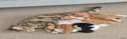 Mixed Breed cats for sale: Very Rare Female Ginger Kitten - Advert 5