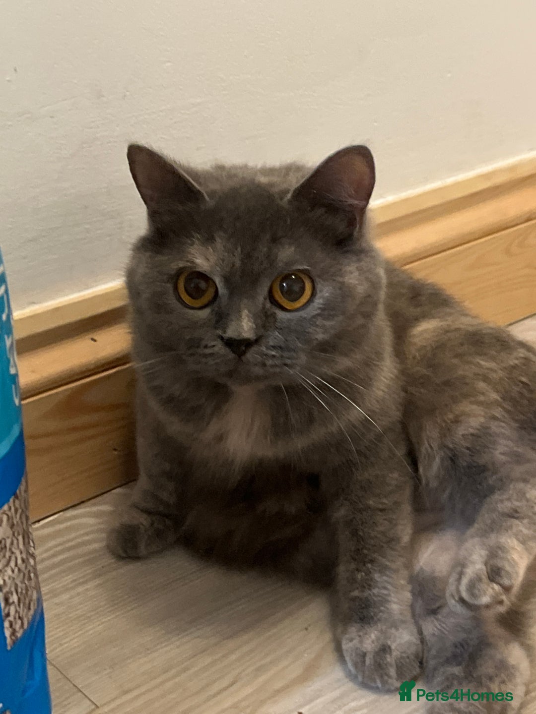 British Shorthair cats for sale: REDUCED Two tortoise shell kittens 5 month old  - Image 10