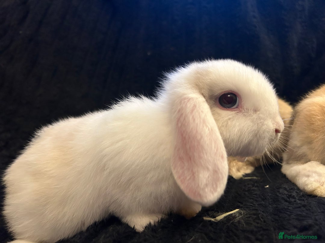 Mini Lop rabbits for sale: Mini lops  - Advert 15