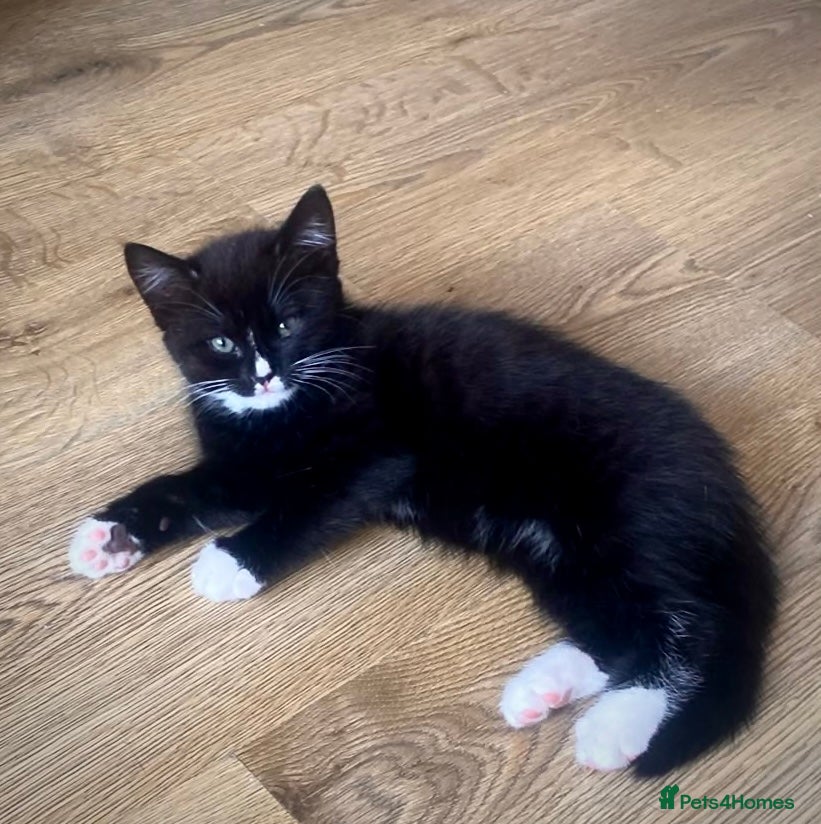 British Shorthair cats Two Lovely Male Kittens. Playful & Well Trained - Advert 9