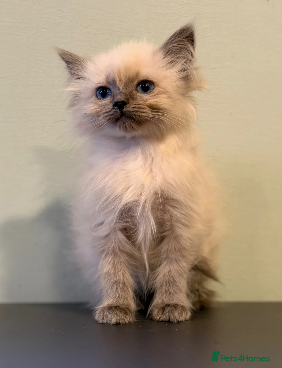 Ragdoll cats for sale: Ragdoll female kitten READY NOW - Advert 12
