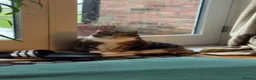 Domestic Shorthair cats for sale: Beautiful Amber - Advert 3