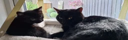 Mixed Breed cats for sale: Bengal X Russian blue kittens  in Eastbourne - Advert 22