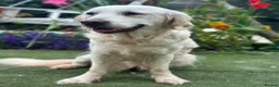 Golden Retriever dogs for sale: DNA tested and KC registered  in Kirkcaldy - Advert 2