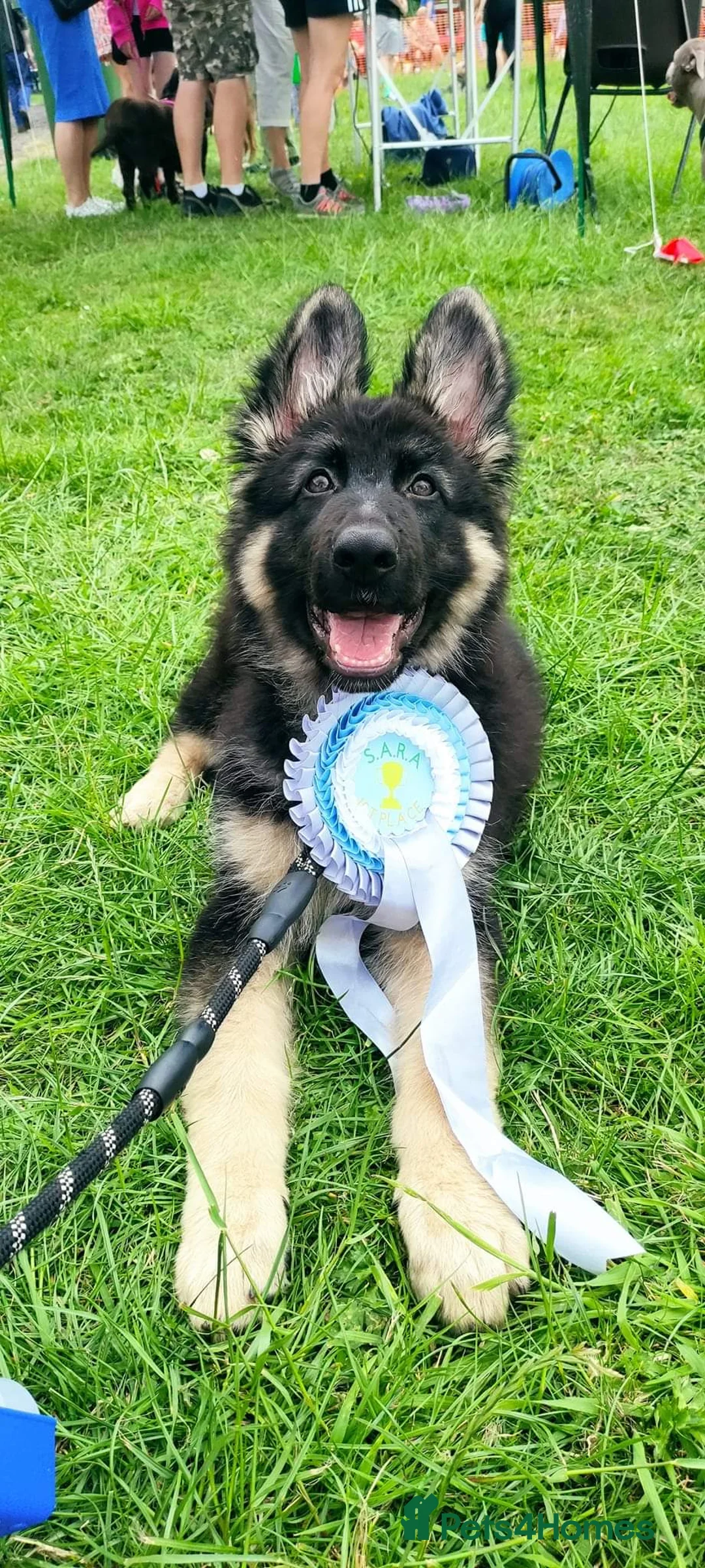 German Shepherd dogs for stud: Chunky GSD male for stud  in Redcar - Advert 17