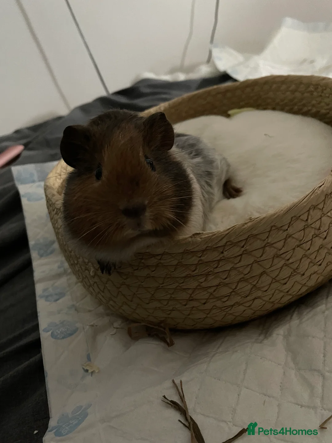 Guinea Pig rodents for sale: 2 guinea pigs to be rehomed to a good family in Blyth - Advert 5