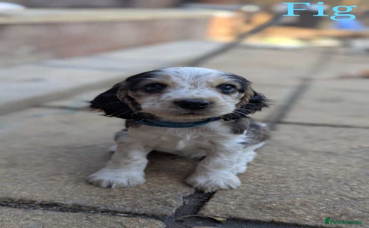 Cocker Spaniel dogs - Advert 13