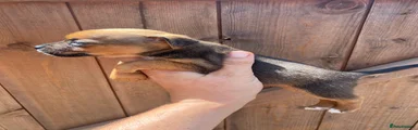 Jack Russell 8
