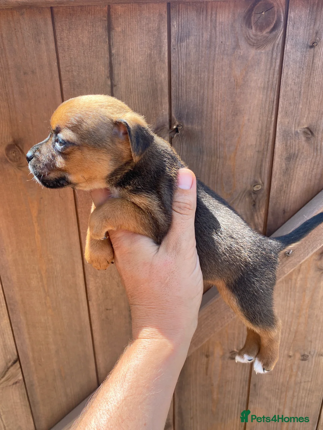Jack Russell dogs for sale: Miniature jack russel puppies  - Advert 1