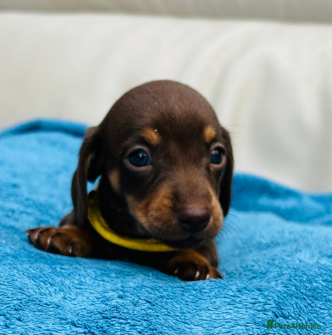 Dachshund dogs for sale: Mini Long-hair dachshund  - Image 8
